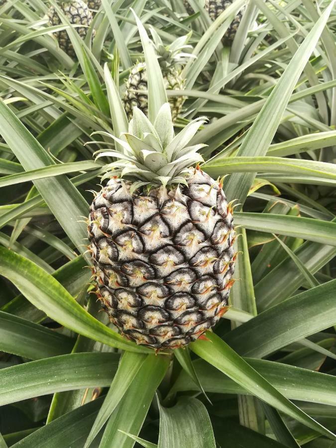 Pineapple Studio Понта-Делгада Екстер'єр фото